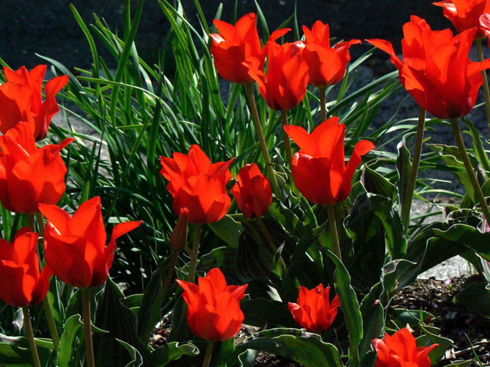 PREORDER Red Riding Hood Tulip Bulbs Top Size 12 Large Etsy