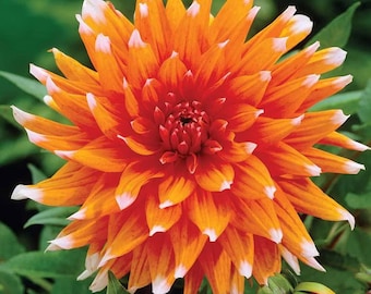 Count Dahlia Cactus Color Spectacle Bulbs - Orange & White Flowering Dahlia Bulb for Planting | Vibrant Colors Dahlia Flower Bulbs