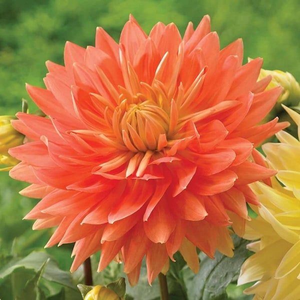 1 'Motto' Dahlia Bulbs - Rare Seeds for Planting Garden Decorative Perennial Flower Seeds for Planting Outdoors Live Plants - Dahlia Bulbs f