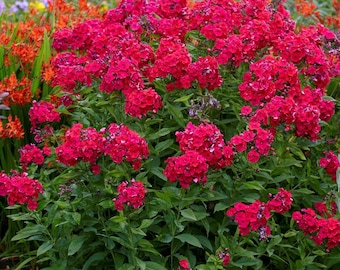 Votaniki Tall Garden Phlox - Perennial Flowering Plants, Phlox Paniculata 'Red Riding Hood' Bare Root for Planting | Fragrant Flowers, Cherr