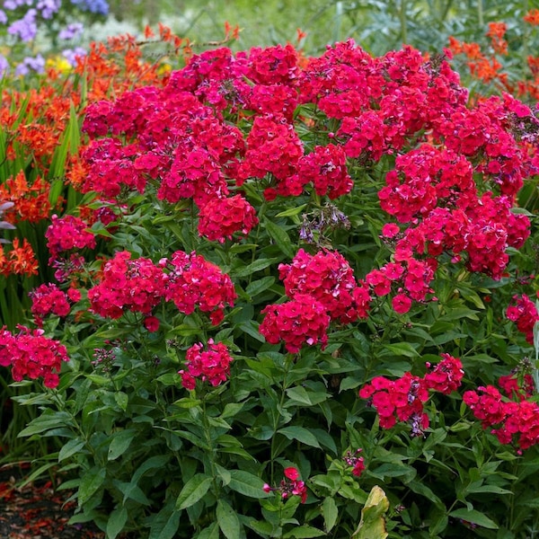 Votaniki Tall Garden Phlox - Perennial Flowering Plants, Phlox Paniculata 'Red Riding Hood' Bare Root for Planting | Fragrant Flowers, Cherr