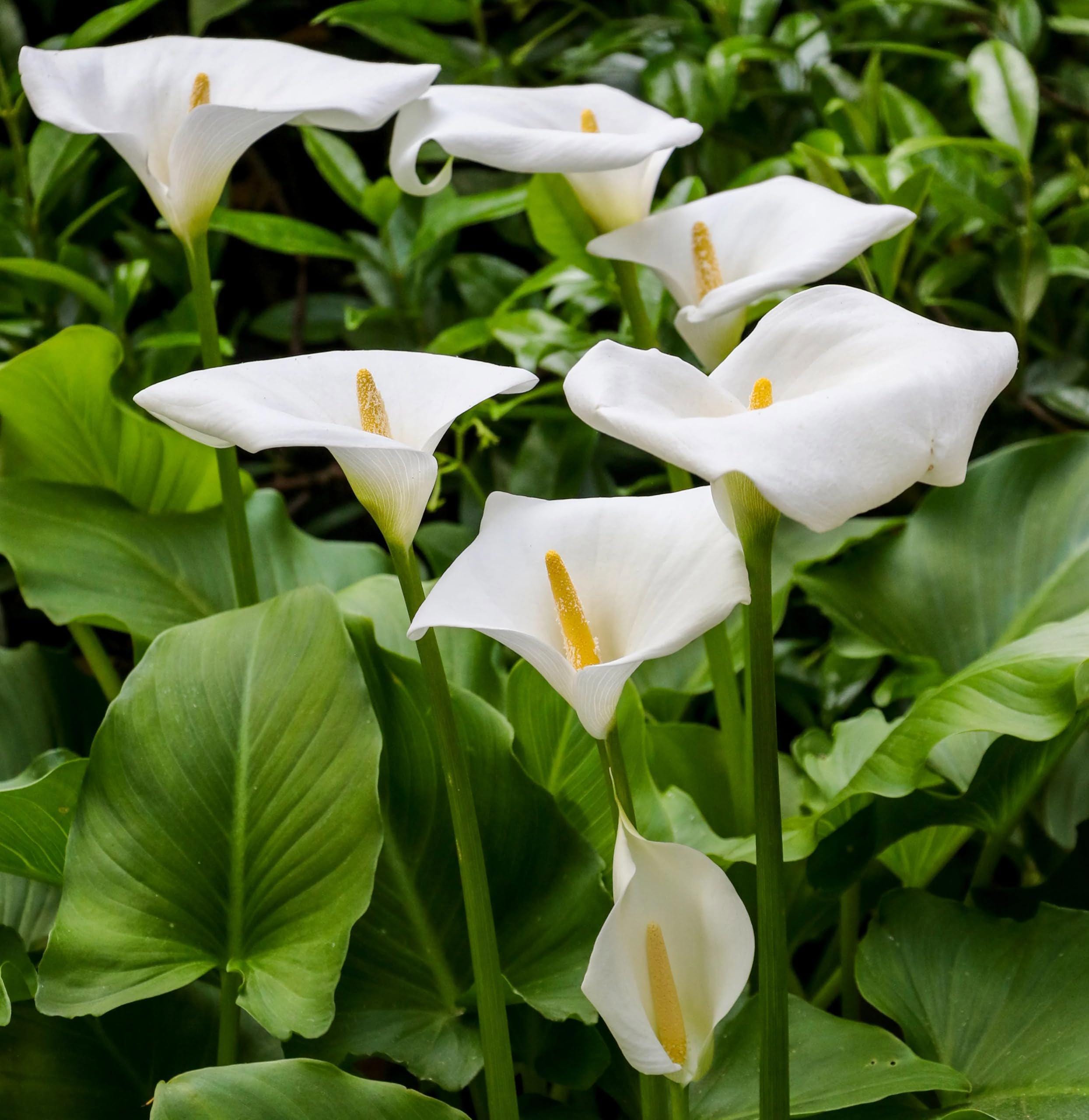 Votaniki Calla Aethiopica - Perennials & Long Lasting Blooms ...