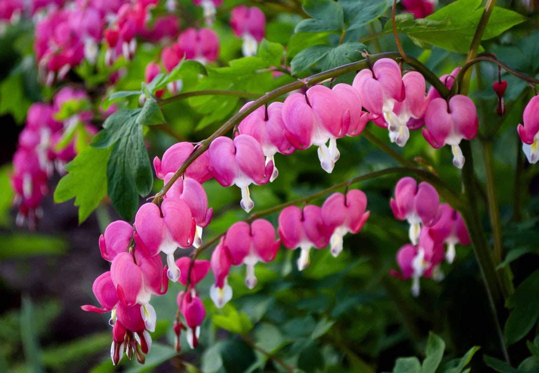 Votaniki Bleeding Hearts Flower Bulbs Dicentra Spectabilis Bulbs for