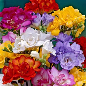 May include: A vibrant bouquet of freesia flowers in full bloom. The arrangement features a variety of colors, including white, yellow, purple, red, and orange. The flowers have a delicate, layered petal structure and are clustered together, creating a visually appealing display.