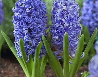 True Blue Hyacinth Flower Bulbs Blue Jacket Hyacinth Bulbs Fragrant Perennial Flowers Large Top Size A+ Bulbs