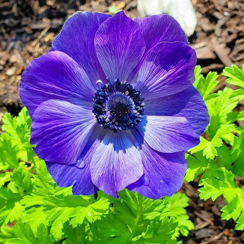 Votaniki Mr. Fokker Anemone Bulbs