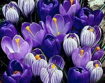 Blue Moon Crocus Mix 22 Large Pre-Chilled Bulbs for Springs Blooms