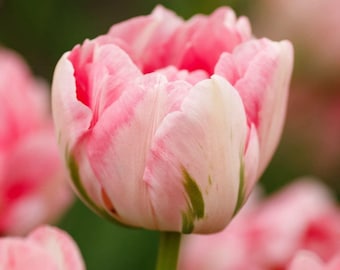 Votaniki Finola Double Tulip Bulbs - Hardy Perennial, Peony Like Tulip (Double Late Tulip 'Finola') | Late Spring Blooming Tulip Bulbs for P