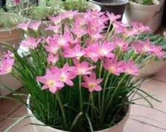 12) Pink Rain Lily Flower Plants - Zephyranthes Grandiflora Outdoor Flower Bulbs | Beautiful Rain Lily