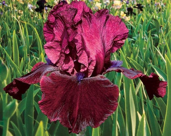 Redneck Girl Bearded Iris Rhizome Rich Burgundy Colored Bearded Iris Bulb Large Rhizome