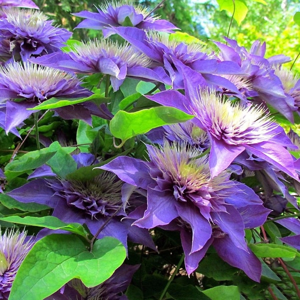 Votaniki Multi Blue Clematis Roots for Planting - Perennial, Long Lasting Flower | Multi Blue Clematis - Starter Plants Ready for Garden | B