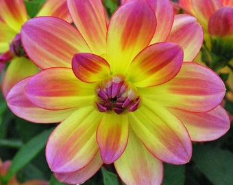 Votaniki Pacific Ocean Dahlia Roots- Beautiful Flowering Dahlia Bulbs - Long Period Blooming Dahlia Roots - Easy to Grow