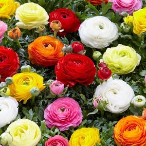 May include: A close-up of a variety of colorful ranunculus flowers in full bloom. The flowers are arranged in a cluster, with shades of red, orange, yellow, pink, and white.