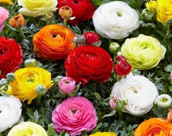 Votaniki Ranunculus Aviv Mix - Long Lasting Blooms, Perennial Ranunculus Aviv (Persian Buttercup) | Large Flowering Ranunculus Bulbs - Easy