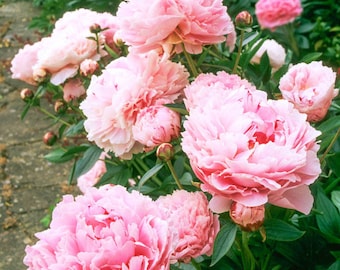 Sarah Bernhardt Peony Root 3-4 Year Tubers