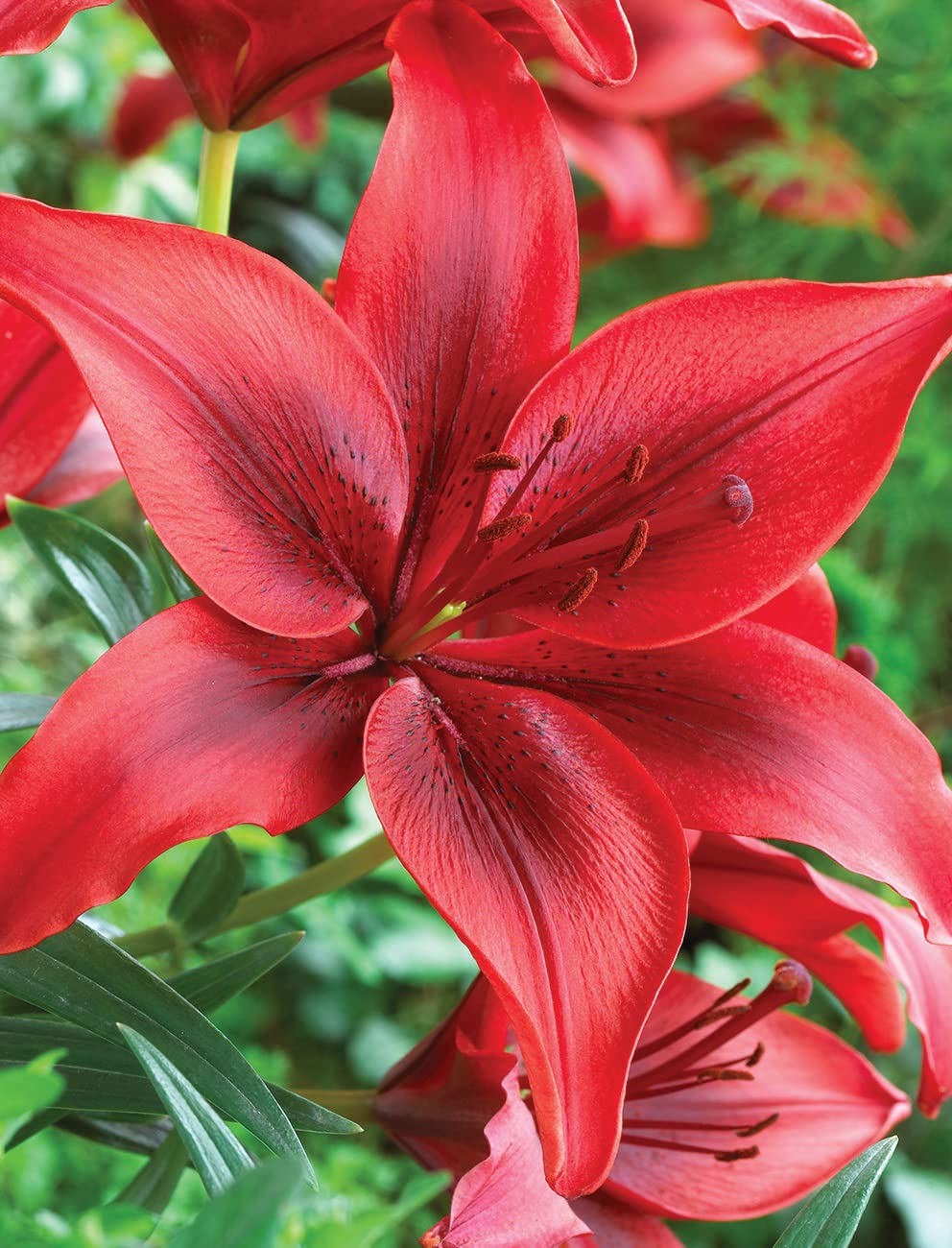 Votaniki Ducati Asiatic Lily Bulbs Asiatic Lily Red Highland Flowering