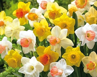 Large Bulbs Daffodil Mix Bulbs Trumpet Mix Daffodils Top Size Flower Bulbs A+