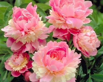 Votaniki Sorbet Peony Bareroot for Planting - Fragrant, Long-Lasting, Perennial Peony Bareroot | Large Blooms - Easy to Grow Sorbet Peony