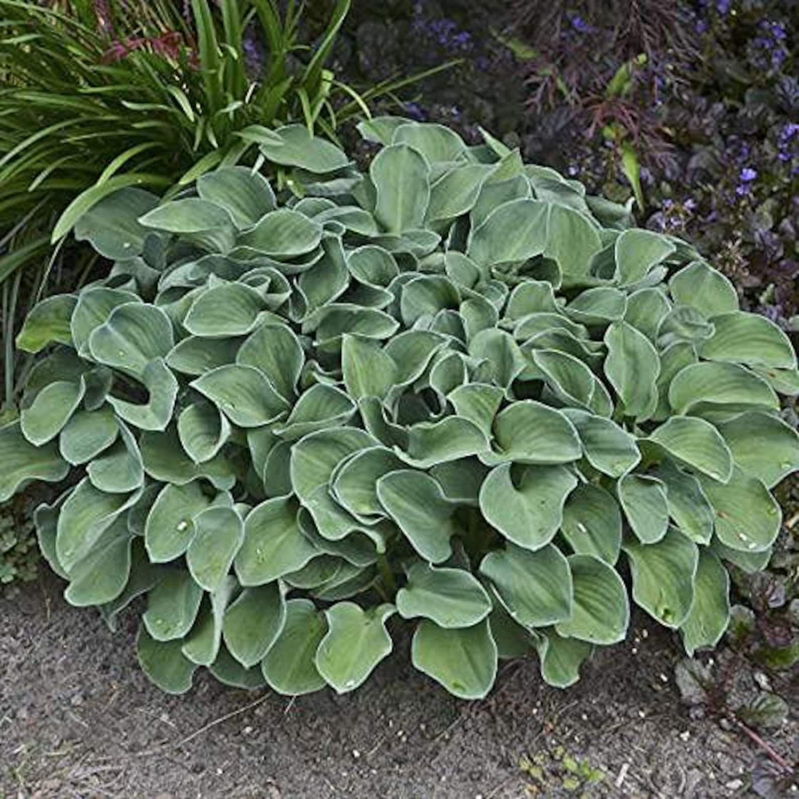 Mini Mix Hosta Votaniki Hosta Mini Mix 2 Inch Plants - Perennials, Mix Hosta Plants ...