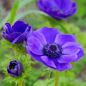 Votaniki Mr. Fokker Anemone Bulbs - Poppy Like Flowers, Anemone Coronaria &#39;Mr. Fokker&#39;&#39; | Perfect for Spring Gardens & Containers, Easy to G