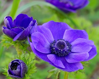 Votaniki Mr. Fokker Anemone Bulbs - Poppy Like Flowers, Anemone Coronaria 'Mr. Fokker'' | Perfect for Spring Gardens & Containers, Easy to G