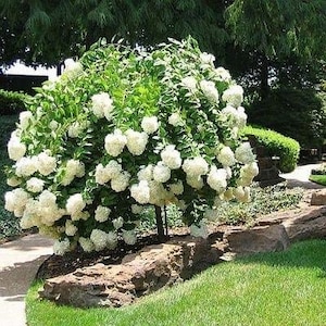 May include: A white flowering hydrangea bush with green leaves growing in a garden setting. The bush is surrounded by rocks and green grass.