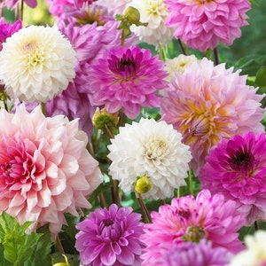 May include: A vibrant collection of dahlias in full bloom, showcasing a variety of colors including white, pink, and purple. The flowers have layered petals and are captured in a close-up shot, highlighting their intricate details.