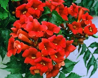 Votaniki Hummingbird Trumpet Vine - Perennial Flower, Quart Pot Root Start - Red Trumpet Flower Vine - Hardy and Drought, Easy to Grow