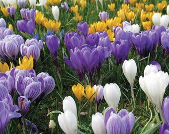 Jumbo Crocus Flower Mix Dutch Crocus Perennial Flower Bulbs Large Top Size A+ Bulbs