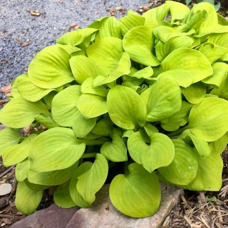 Mini Mix Hosta Votaniki Hosta Mini Mix 2 Inch Plants - Perennials, Mix Hosta Plants ...