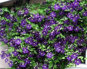 Votaniki Jackmanii Clematis Roots - Vibrant, Perennial Jackmanii Flower | Jackmanii Clematis Roots for Long-Lasting Beauty - Jackmanii Clema
