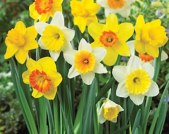 Daffodils Mix Large Bulbs Trumpet Mix Daffodils Top Size Flower Bulbs A+