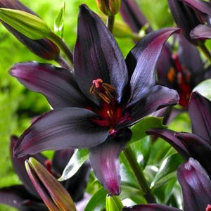 Votaniki Blacklist Lily Bulbs - Deep Black Blooms, Lilium 'Blacklist' Asiatic Lily | Ideal for Summer Gardens - Easy to Grow Perennial Flowe
