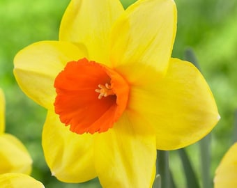 Votaniki Red Devon Daffodil - Fragrant Blooms, Perennial Daffodil Bulbs for Planting | Narcissi Small Cupped 'Red Devon' Daffodil - Easy to