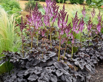 Votaniki Astilbe Dark Side of The Moon - Hardy Perennial Summer Flowers, Purple Color Astilbe Bare Root for Planting Spring & Summer Flowers