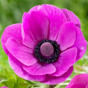 Votaniki Anemone De Caen Sylphide Bulbs - Perennial & Poppy Like Flowers | Long Lasting Pink Blooms for Spring Gardens - Easy to Grow