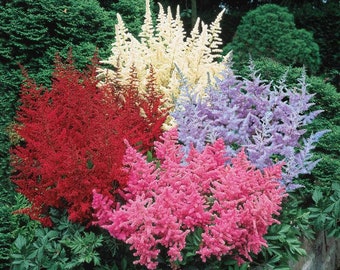 Votaniki Astilbe Mix Roots- Astilbe Mixed Colors | Perennial Astilbe Flower, Nonstop Blooms, Large Astilbe Flowers | Hardy, Long-Lived, Perf