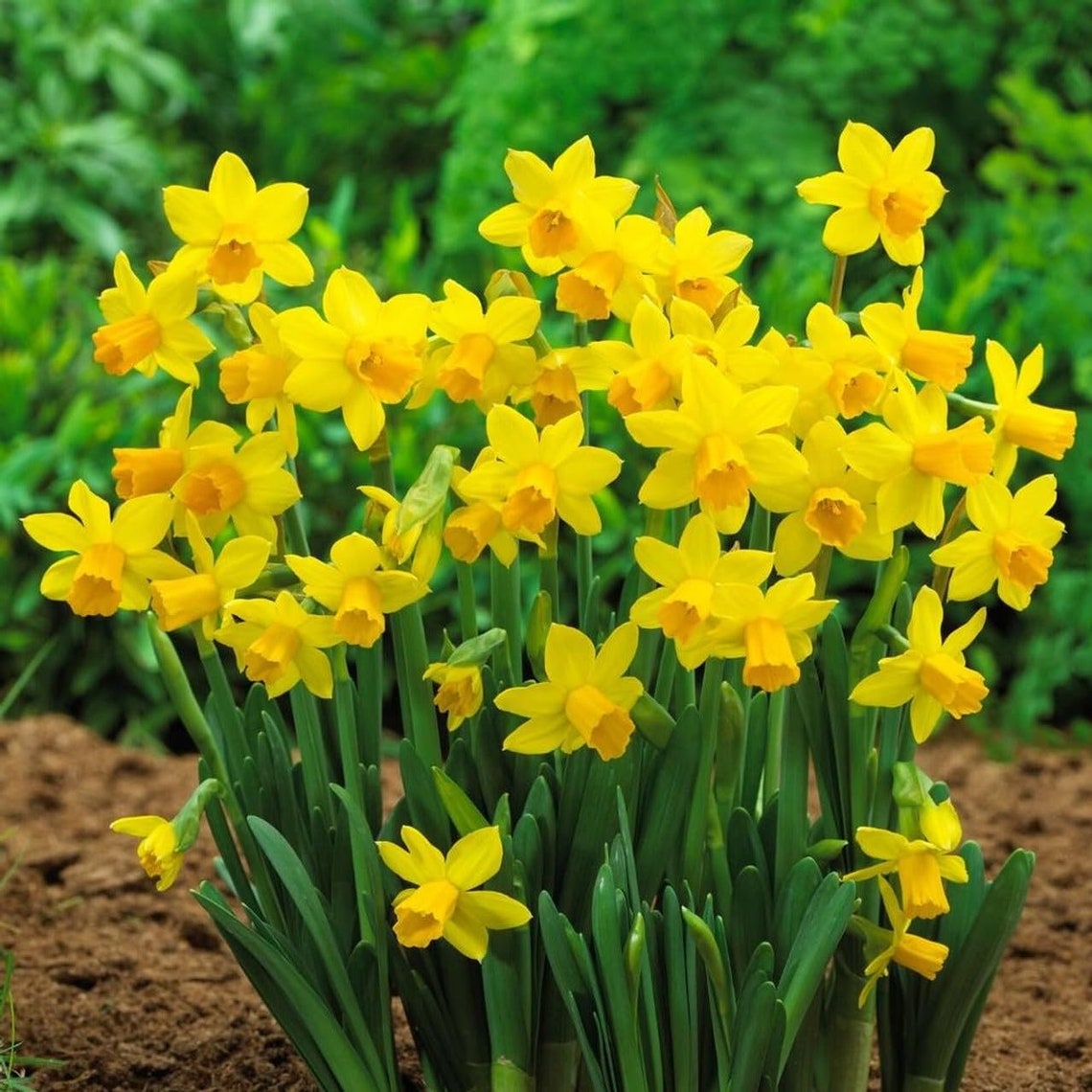 May include: Close-up view of a cluster of bright yellow daffodils in full bloom. The daffodils have multiple blooms per stem, showcasing their vibrant yellow petals and trumpet-shaped corona. The flowers are densely packed together, creating a lush display of springtime blooms. The daffodils are growing in rich brown soil, with their long, slender green leaves visible. The background is blurred, suggesting a garden setting.