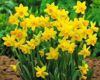Votaniki Tete A Tete Daffodil Bulbs - Perennial Versatile & Long Lasting Blooms | Narcissi Miniature 'Tete a Tete' Daffodil - Easy to Grow