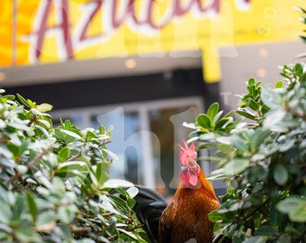 Calle 8 Rooster Art Print | Miami Cuban Decor (Instant Download)