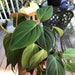 JaeT.Gaines reviewed Philodendron Mican