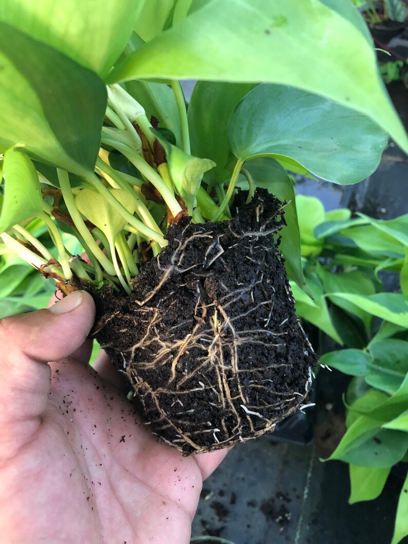 Philodendron Brasil image 1