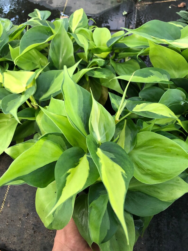 Philodendron Brasil image 0