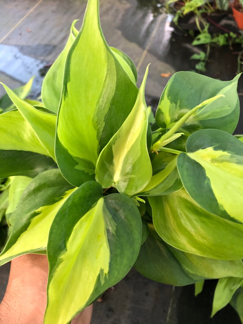 Philodendron Brasil image 3