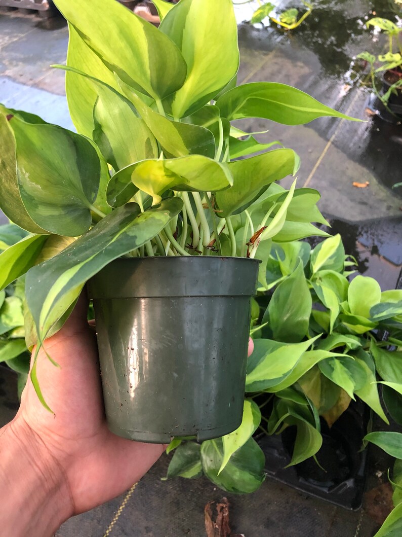 Philodendron Brasil image 2