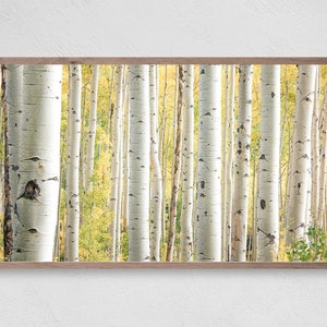 Light of the Forest, Samsung Frame TV Art, Instant Download, Birch Trees, Frame TV Art, Samsung Art TV, Digital Download for Samsung Frame