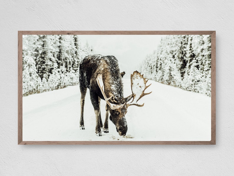 Winter Moose, Samsung Frame TV Art, Instant Download, Winter, Christmas, Frame TV Art, Samsung Art TV, Digital Download 