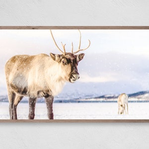 Adorable Reindeer, Samsung Frame TV Art, Instant Download, Winter, Christmas, Snow, Reindeer, Frame TV Art, Samsung Art TV, Digital Download