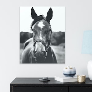 May include: A black and white photograph of a horse's head. The horse is looking directly at the camera. The horse has a white star on its forehead and a black halter.