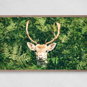 Samsung Frame TV Art, Peekaboo Deer, Instant Download, Winter, Frame TV Art, Samsung Art TV, Digital Download for Samsung Frame